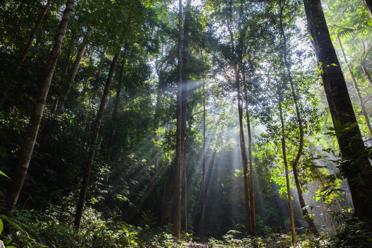Taman Negara Rainforest: A Tropical Paradise