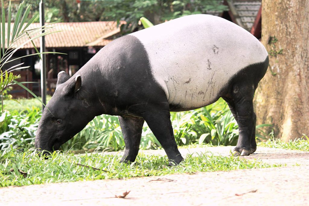 taman negara wildlife tour