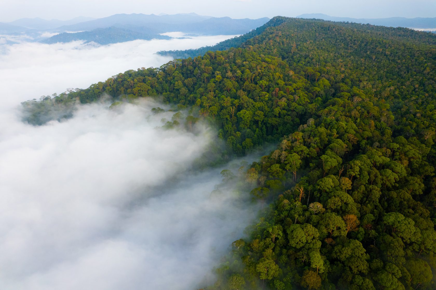 10 Reasons to visit Taman Negara Rainforest