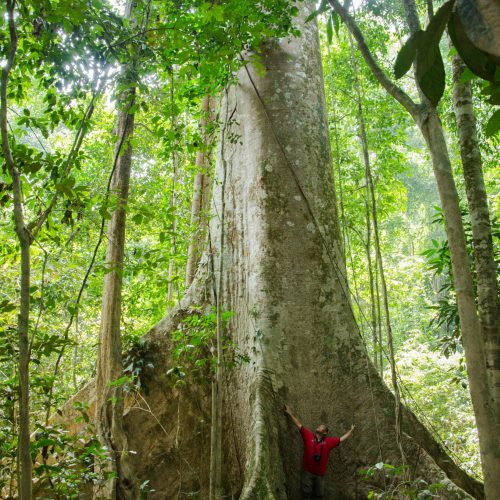 Tallest Tree